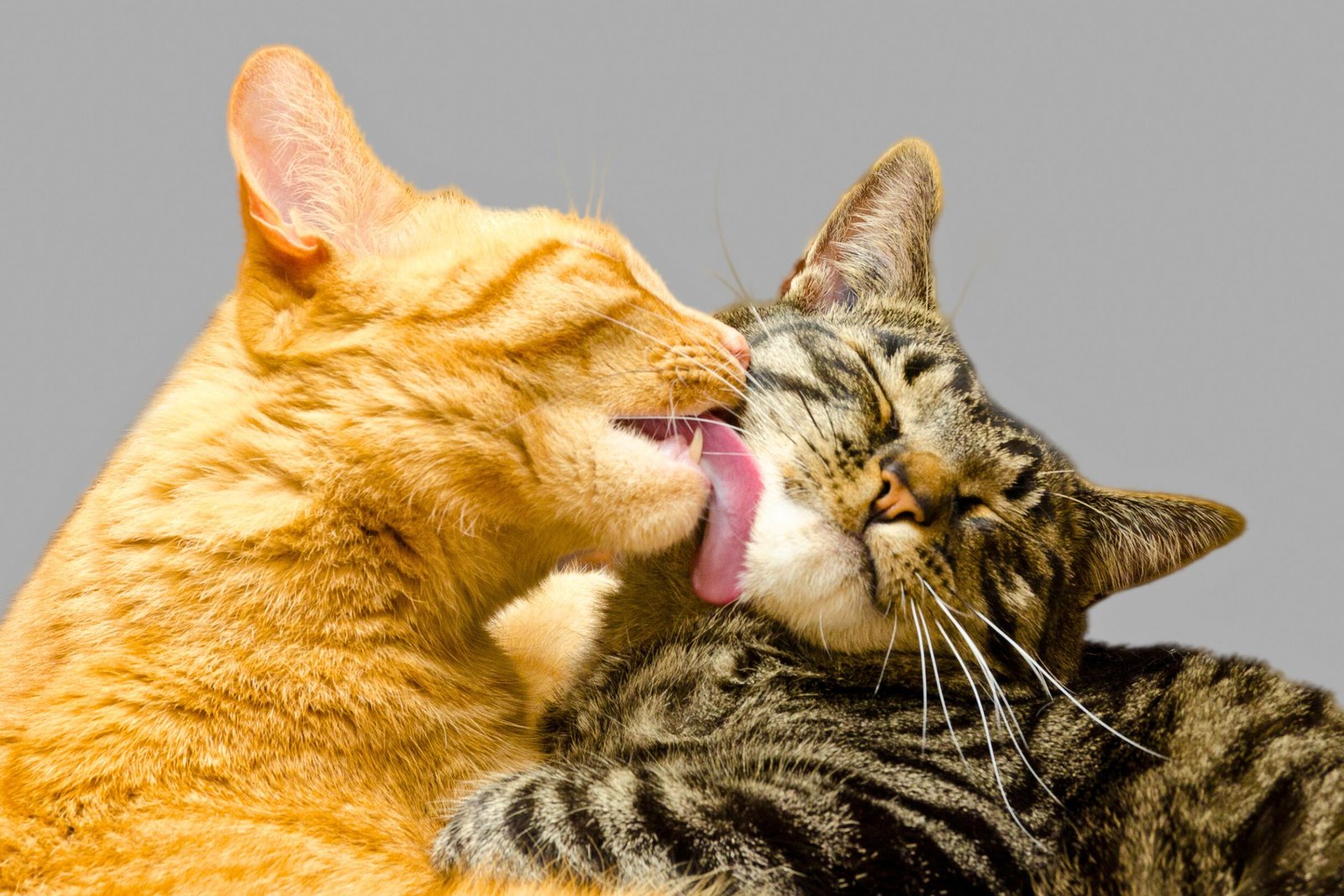 Understanding Feline Affection: The Intricate World of Cat Licking