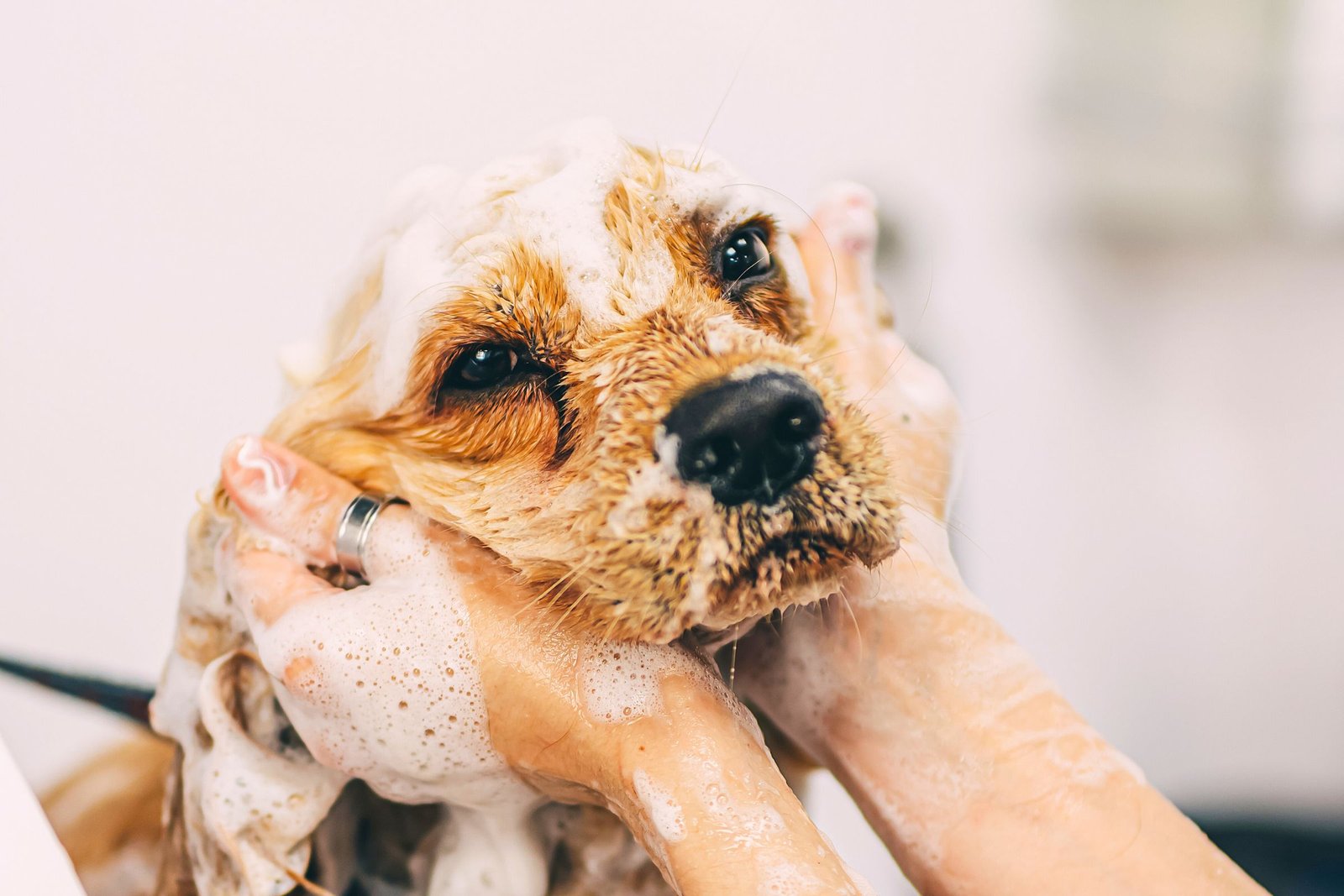 Dog wash