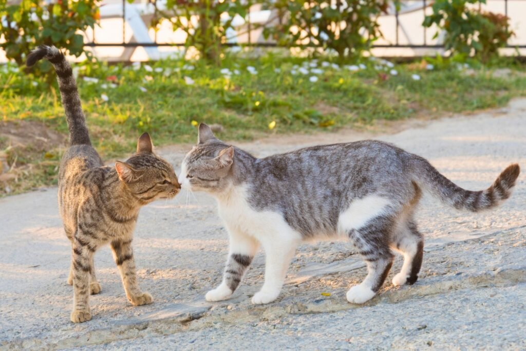 The Evolutionary Roots of Cat Licking