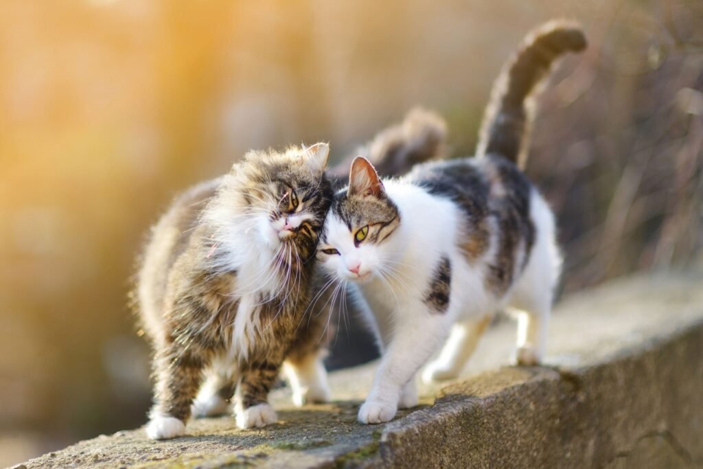 Social Hierarchy and Cat Licking​.