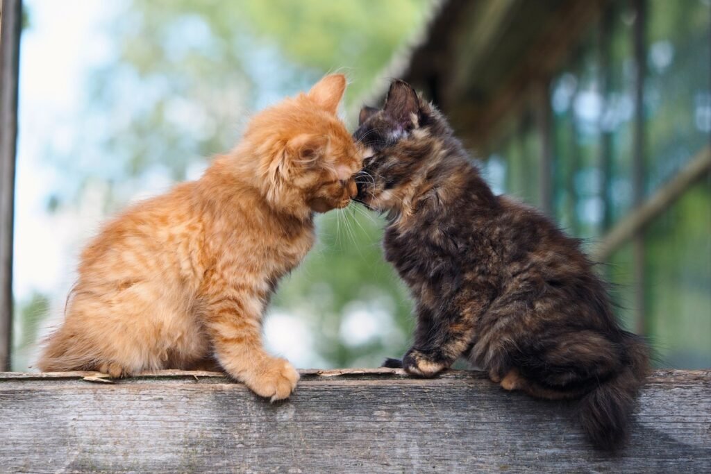 Cat Licking and Communication