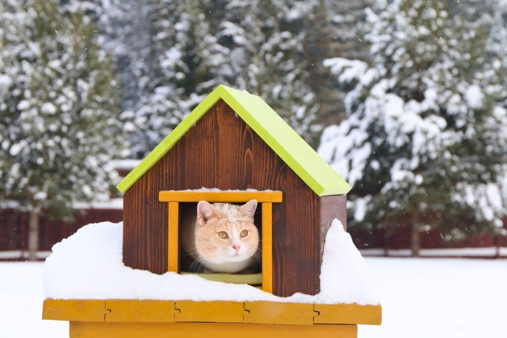 The cat hides from the cold in a special cat house in the winter.