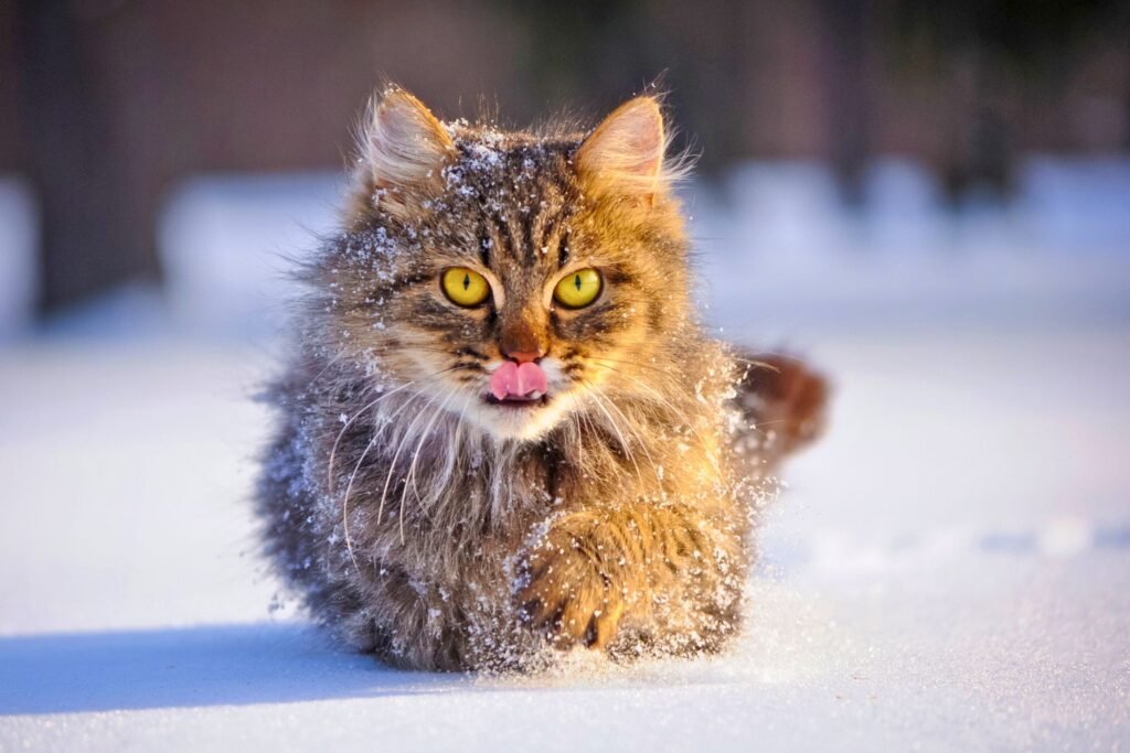 The cat waddles through the snowdrifts.