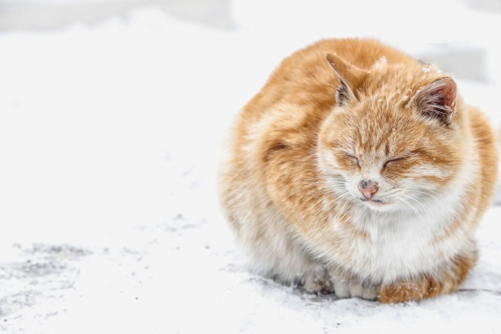 The cat feels bad, apathetic, in the cold, in the winter, outside.