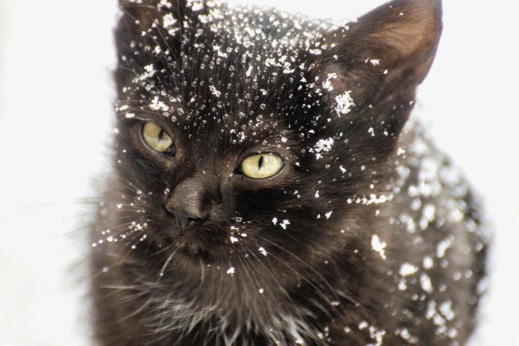 A cat covered in snow in winter.